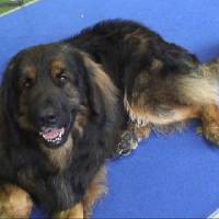 Salzburg Clubschau Mai 06 247 